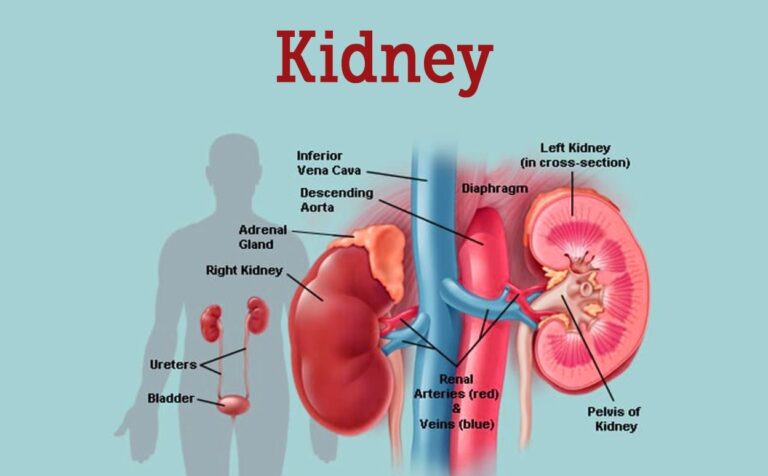 Exploring the Multifaceted Functions of the Kidneys