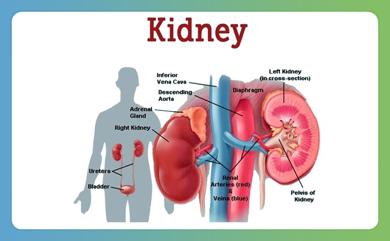 How does Kidneys function?